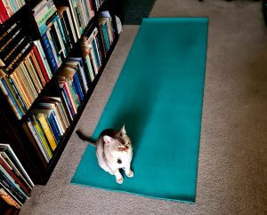 Read more about the article The Yoga Cat at Number 42