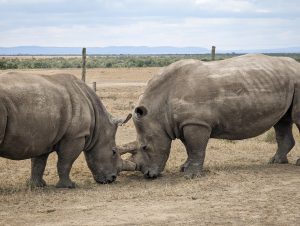 Read more about the article Ursula Yoga Storybook: Precious Endangered Northern White Rhinos Update