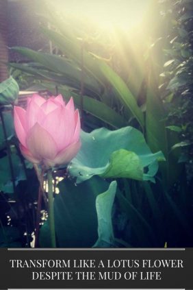 lotus flower spiritual symbolism